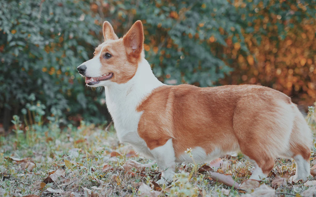 Things You Should Know As A First Time Dog Owner