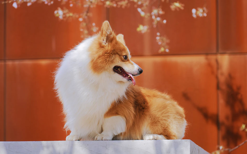 8  Natural Remedies For Dogs That Are Free From Harsh Chemicals